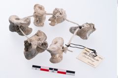 Foto von Astragalus (NHMW-PRAE-002293)